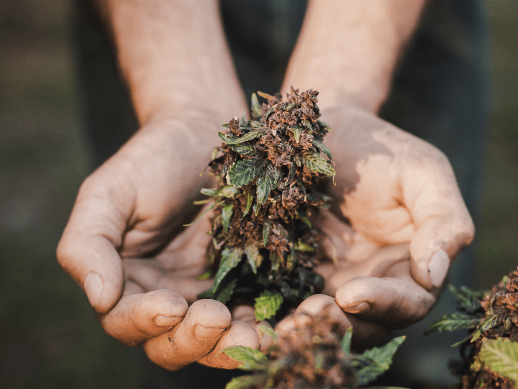 CBD olie: de regels achter de hype